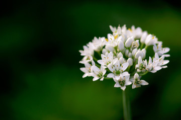 Obraz premium White Garlic Chive Flowers