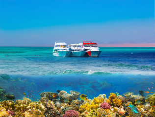 Split shot with coral reef underwater and rocky land of the Ras Muhammad National Park