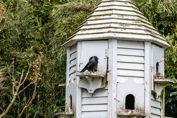 Jackdaw perched and nesting in dovecote
