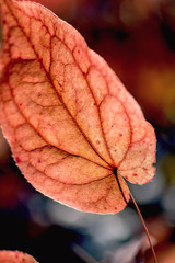 Obraz premium Lebenslinien