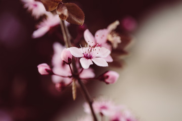 Naklejka premium Sakura, Kirschblüten im Frühling