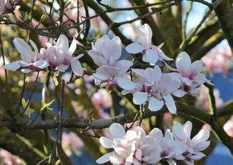 Vue sur une branche d'un cerisier du japon