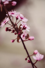 Fototapeta na wymiar Sakura, Kirschblüten im Frühling