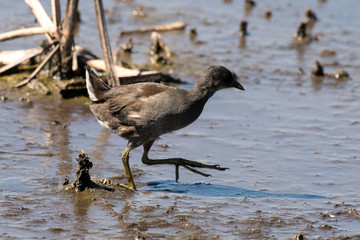 Gallinule poule d'eau, immature, Gallinula chloropus , Common Moorhen