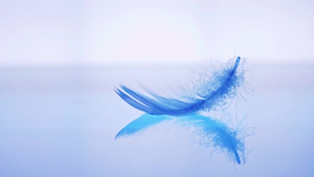 The bird's feather fell on the water surface Lightness and tenderness of the fall with slow motion sense. 1080p 29.97fps