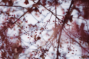 Sakura, Kirschblüten im Frühling