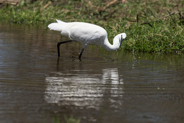 Grande Aigrette,.Ardea alba, Great Egret