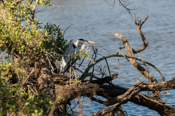 Héron cendré, Ardea cinerea, Grey Heron