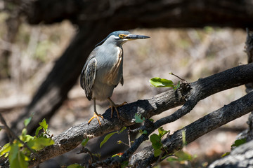 Héron strié,.Butorides striata, Striated Heron