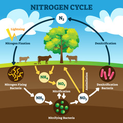 Nitrogen cycle vector illustration. Labeled N2 biogeochemical explanation. - obrazy, fototapety, plakaty