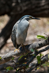 Héron strié,.Butorides striata, Striated Heron