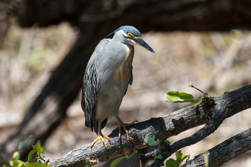 Héron strié,.Butorides striata, Striated Heron
