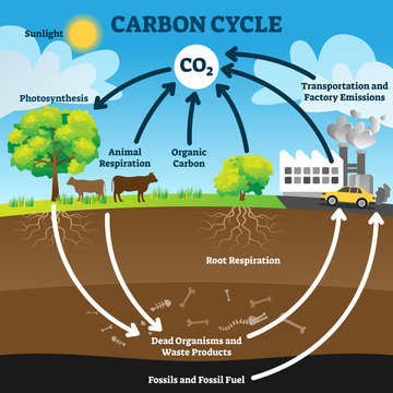 Carbon cycle vector illustration. Labeled CO2 biogeochemical process scheme