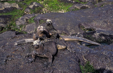 Iguane marin des Galapagos, amblyrhynchus cristatus, Archipel des Galapagos