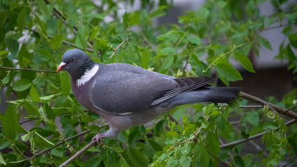 brown pigeon eat tender shoots of trees
