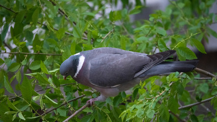 brown pigeon eat tender shoots of trees