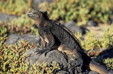 Iguane marin des Galapagos, amblyrhynchus cristatus, Archipel des Galapagos