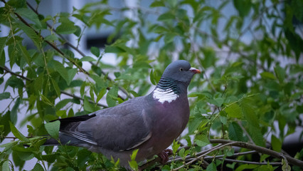 brown pigeon eat tender shoots of trees