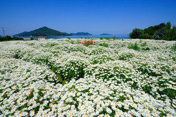 Obraz premium 香川県三豊市のフラワーパーク浦島 一面のマーガレット