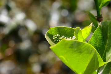 gunda glossary or fragrant manjack flowers growing