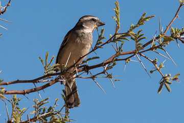 Moineau sud africain,.Passer diffusus, Southern Grey headed Sparrow, Afrique du Sud