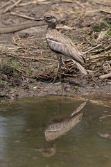 Oedicnème vermiculé,.Burhinus vermiculatus, Water Thick knee