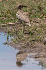 Oedicnème vermiculé,.Burhinus vermiculatus, Water Thick knee