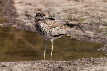 Oedicnème vermiculé,.Burhinus vermiculatus, Water Thick knee