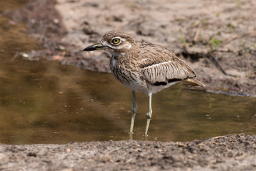 Oedicnème vermiculé,.Burhinus vermiculatus, Water Thick knee