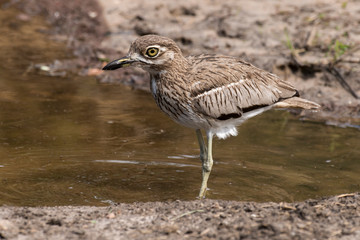 Oedicnème vermiculé,.Burhinus vermiculatus, Water Thick knee