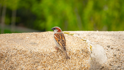 sparrow in the environment of madrid rio