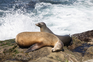 Obraz premium Two sea lions, one sleeps, one stares