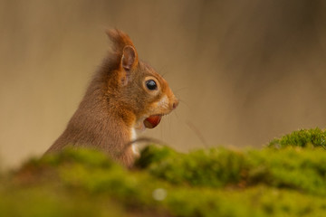 Europäisches Eichhörnchen (Sciurus vulgaris) © gebut
