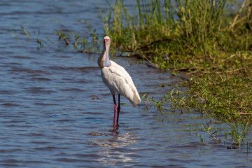 Spatule d'Afrique,.Platalea alba, African Spoonbill