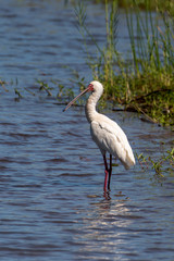 Spatule d'Afrique,.Platalea alba, African Spoonbill