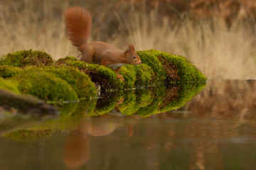 Europäisches Eichhörnchen (Sciurus vulgaris) © gebut