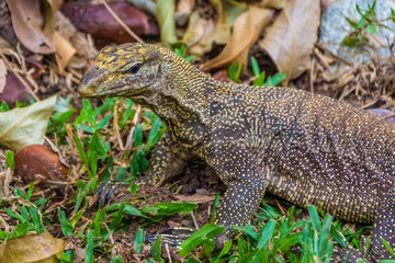 Asian Water Monitor Lizard in Singapore Botanic Garden