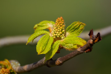Close up of flower buds of a chestnut tree, Aesculus hippocastanum