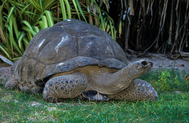 Tortue géante des Seychelles, Aldabrachelys gigantea, Seychelles