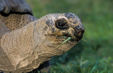 Tortue géante des Seychelles, Aldabrachelys gigantea, Seychelles