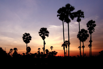 Fototapeta na wymiar Palm sunset water reflection.