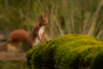 Europäisches Eichhörnchen (Sciurus vulgaris) © gebut