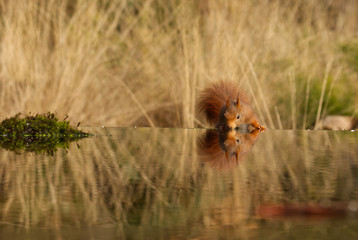 Europäisches Eichhörnchen (Sciurus vulgaris)