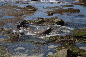 Obraz premium Sea lion taking off for the sea