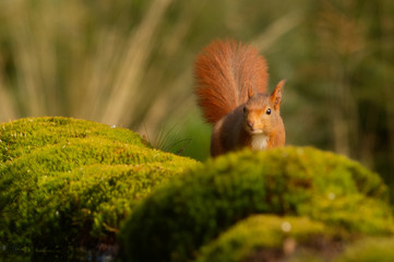 Europäisches Eichhörnchen (Sciurus vulgaris) © gebut
