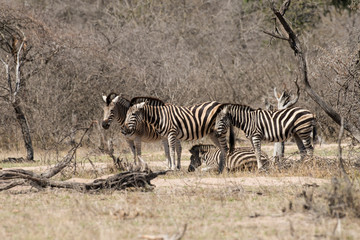 Zèbre de Burchell, Equus quagga, Parc national Kruger, Afrique du Sud