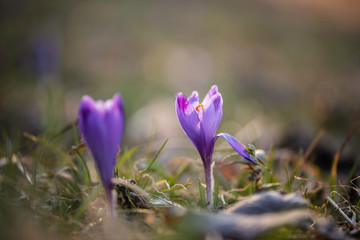 purple spring crocus wild saffron close up against sun light 