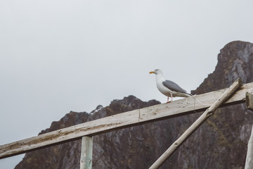 Seagull sits on a wooden beam on a background of mountains. Place for text or advertising