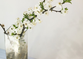 Tree branch with blooming flowers in a vase - 336427670