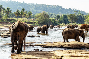 Elephants family bathing in the lake. Wildlife scene with amazing animals.